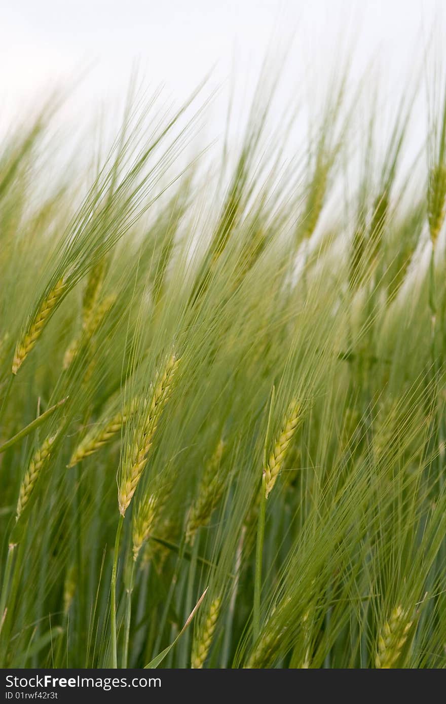 Big nice green grain background