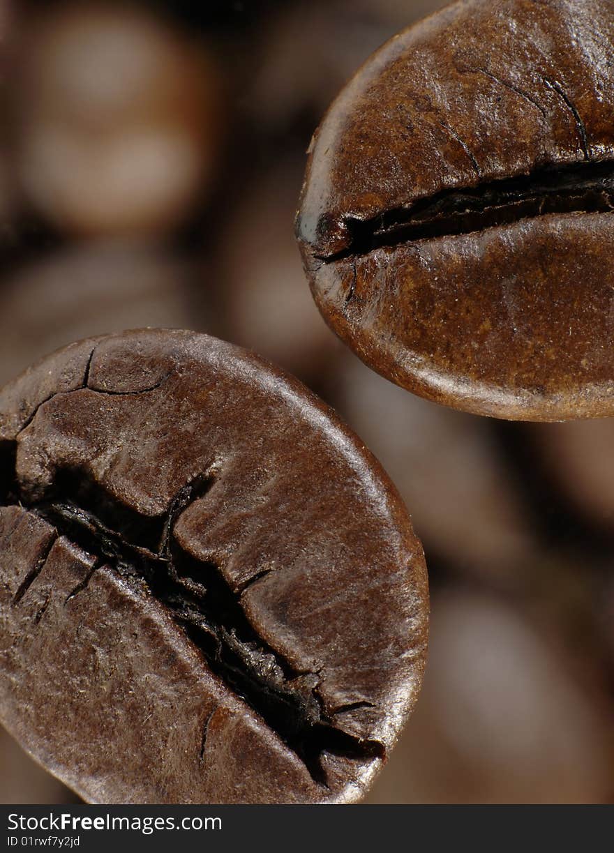 Coffee bean in deep shadows