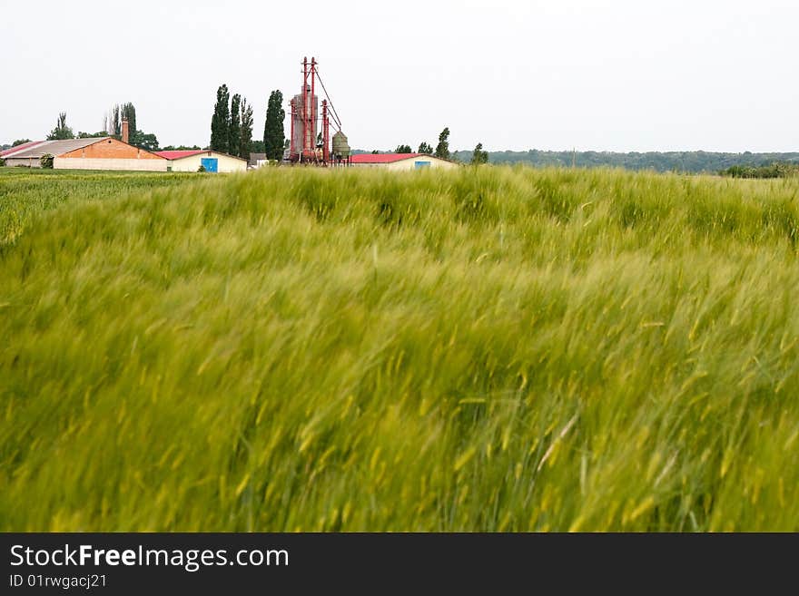 Big nice green grain background