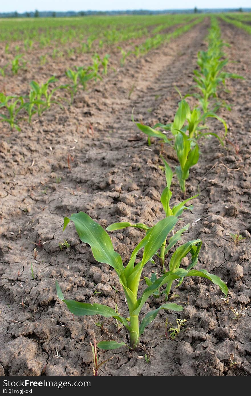 Green Corns in a big farm.