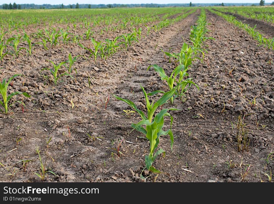 Green Corns in a big farm.