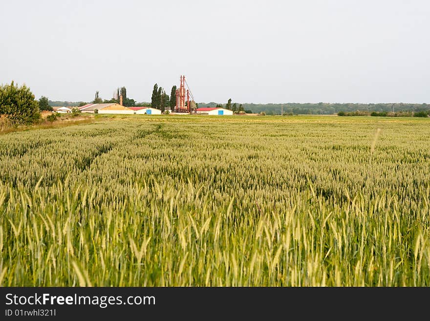 Big nice green grain background