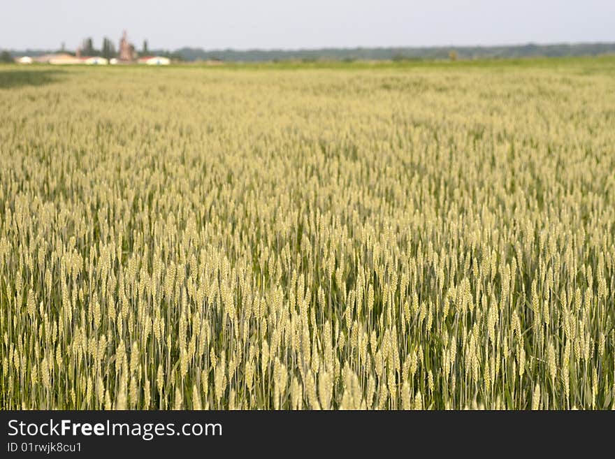 Landscape of a big grain farm