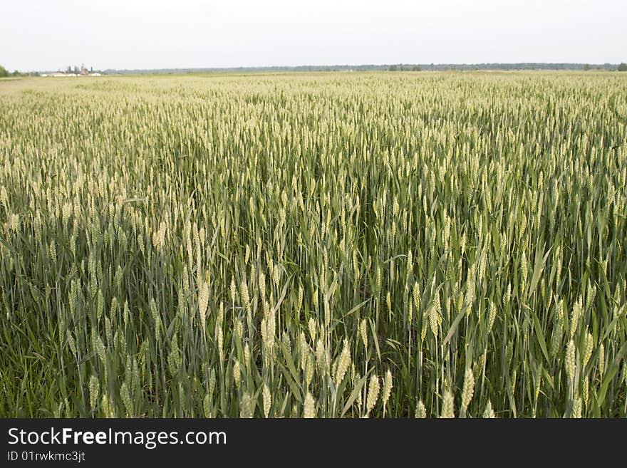 Big nice green grain background