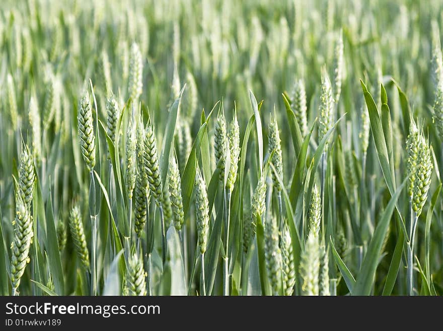 Big nice green grain background