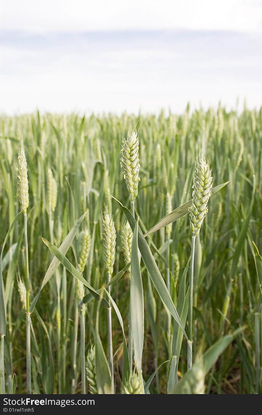 Big nice green grain background