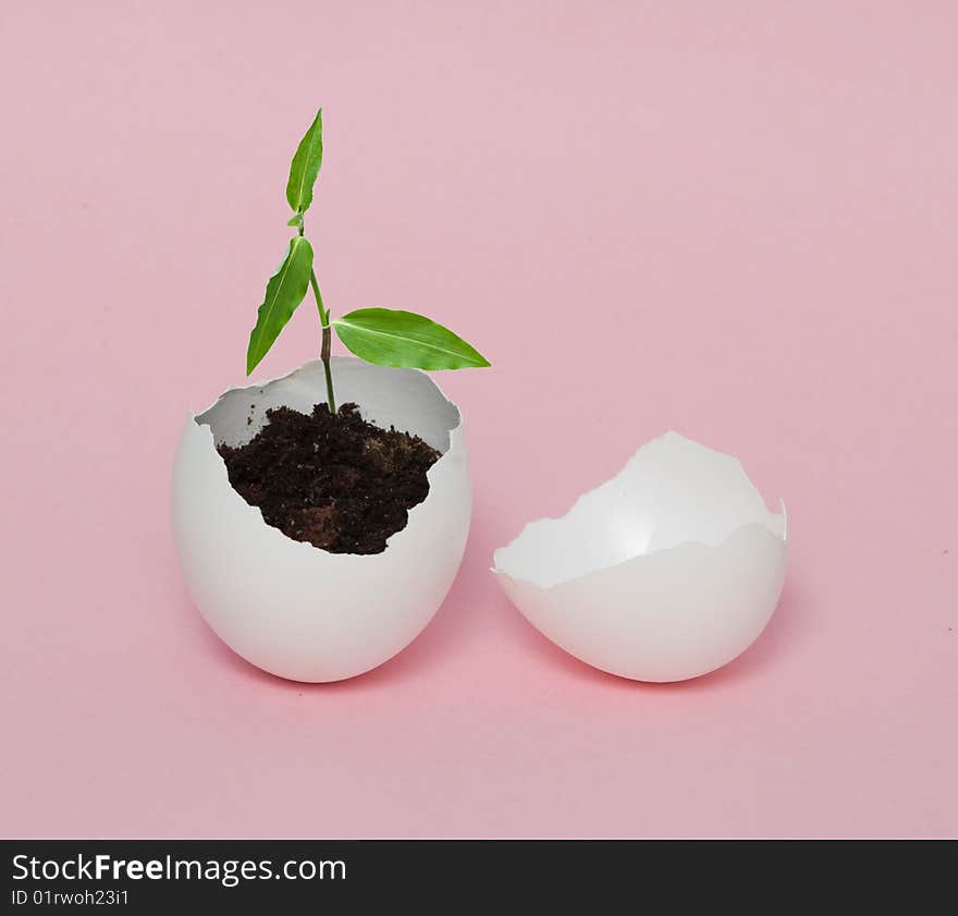 A plant hatching from egg