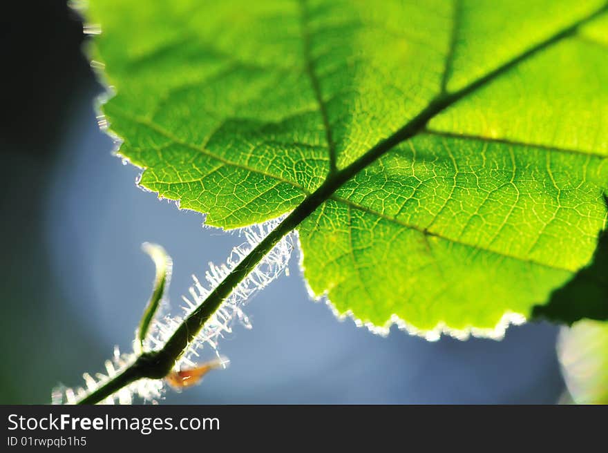 Green Leaf