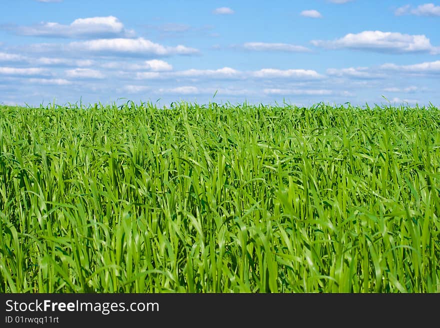 Green Grass Field With Blue Sky