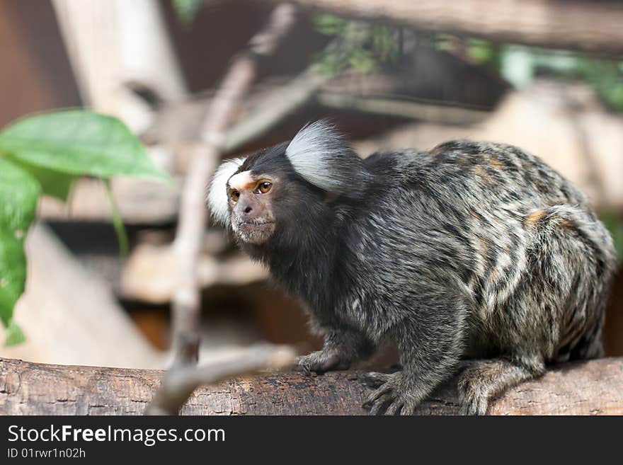 Tamarin on tree branch