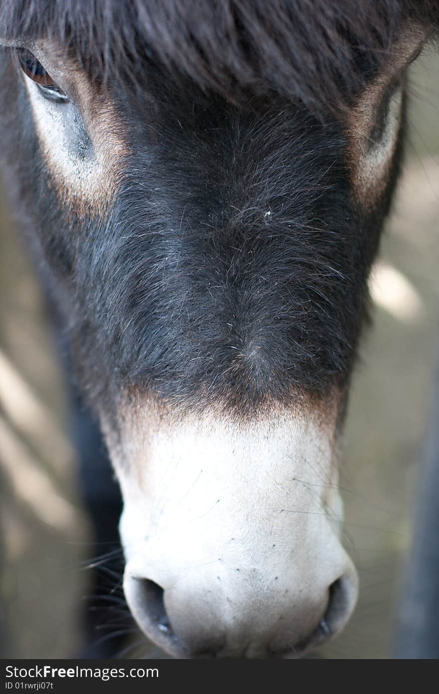 Black donkey muzzle closeup shot. Black donkey muzzle closeup shot