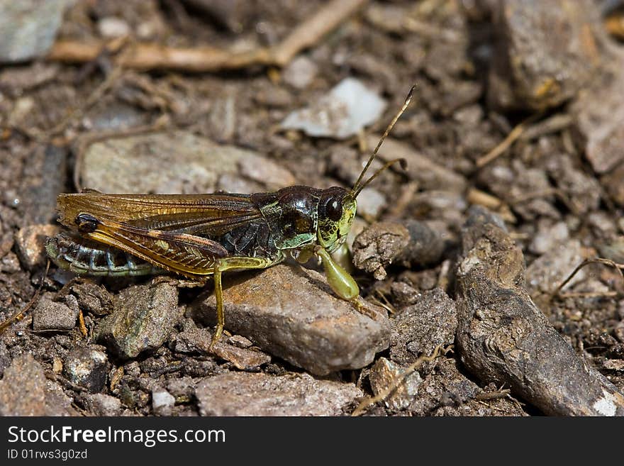 Brown Grasshopper Sitting Onthe Ground