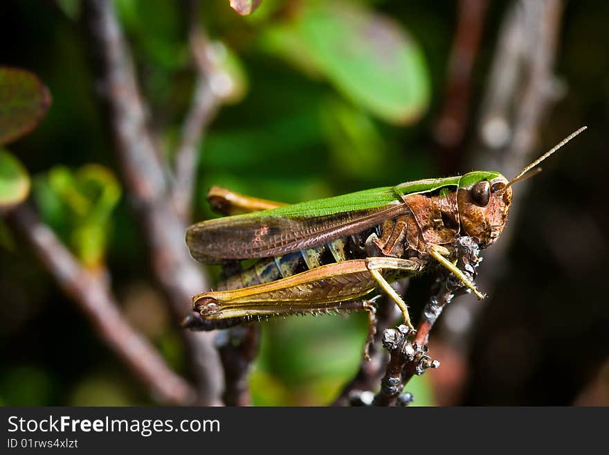 Green Grasshopper Sitting On A Branch