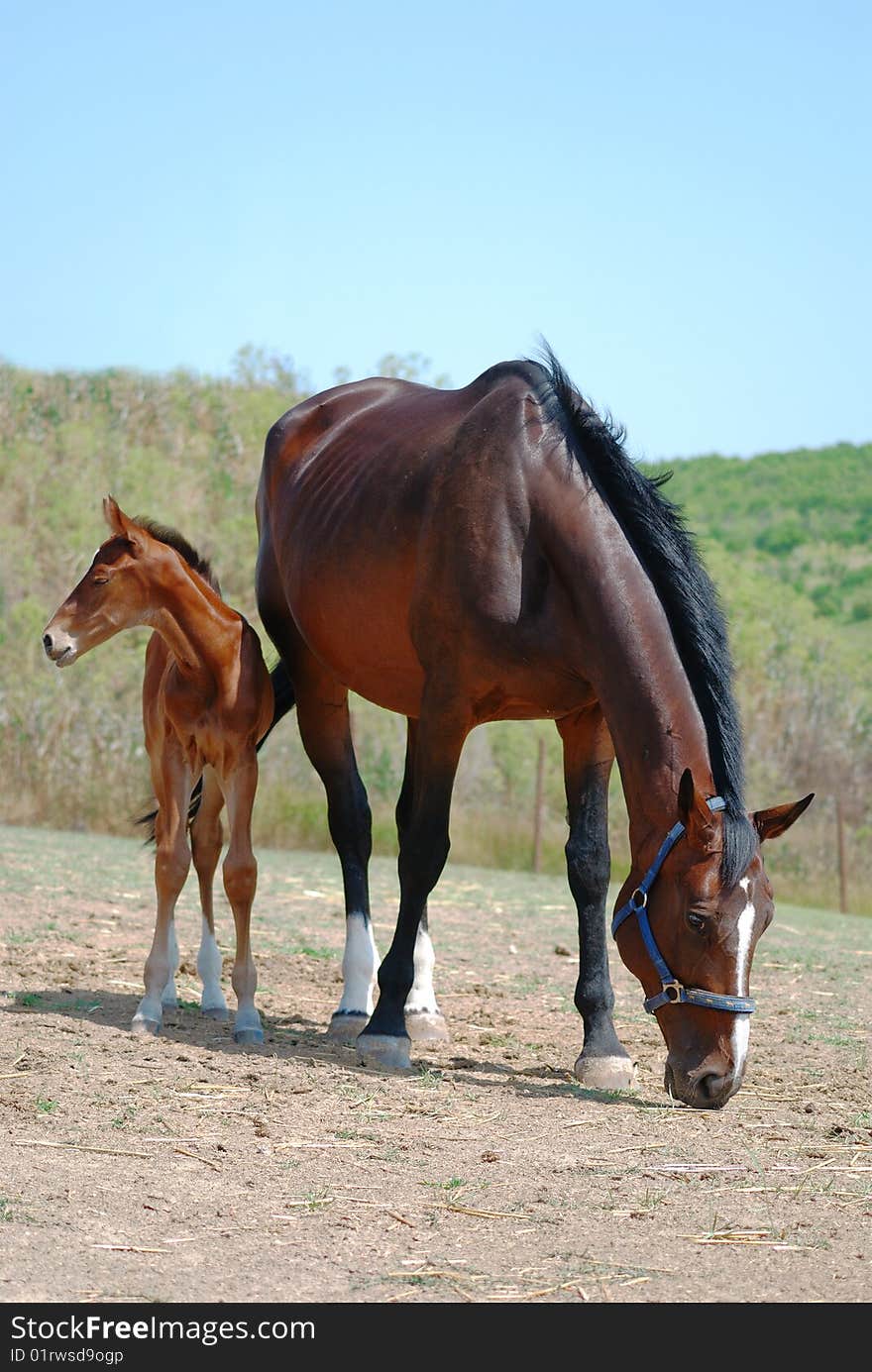 Mare and colt on a ranch in the summer