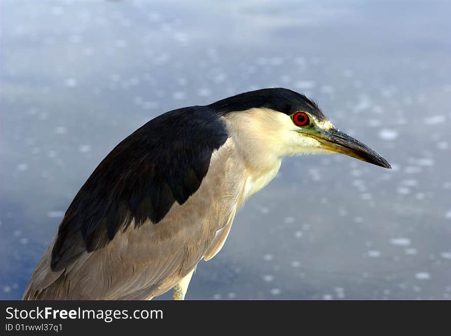 Black-crowned night-hero looking proudly with a side profile, with a reflecting pond in the background. Black-crowned night-hero looking proudly with a side profile, with a reflecting pond in the background.