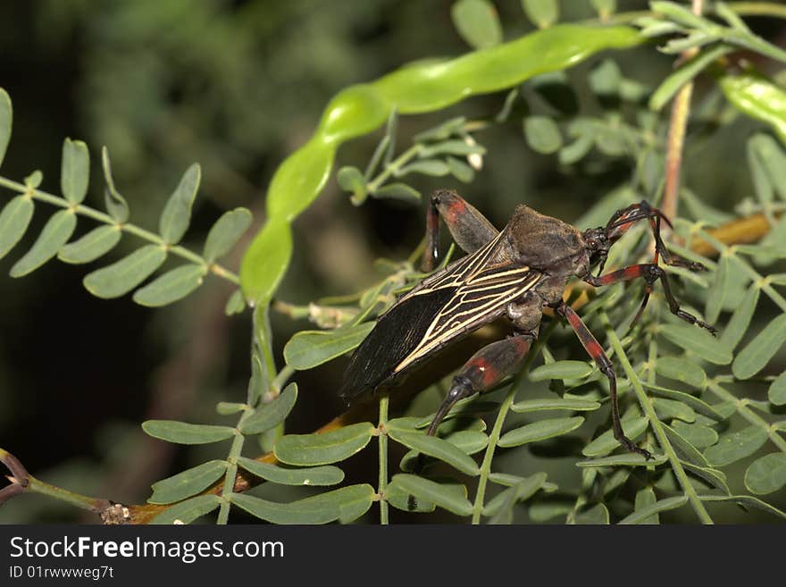 Male Giant Mesquite Bug (Thasus acutangulus)