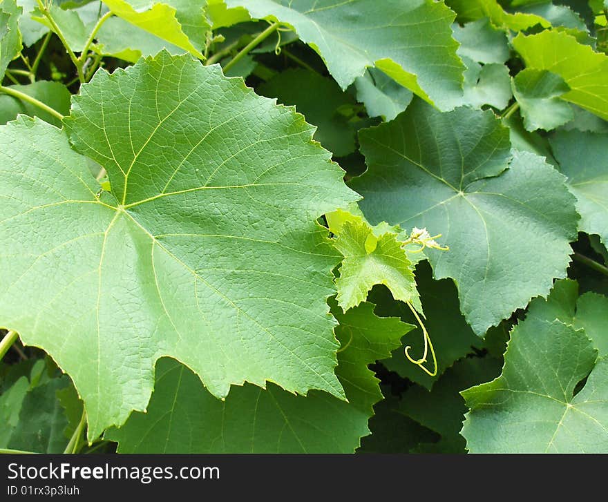 Background. Green leaves of grapes.