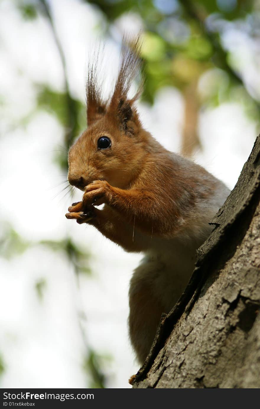 Nice  squirrel