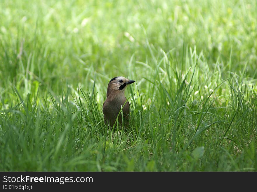 Bird In The Grass