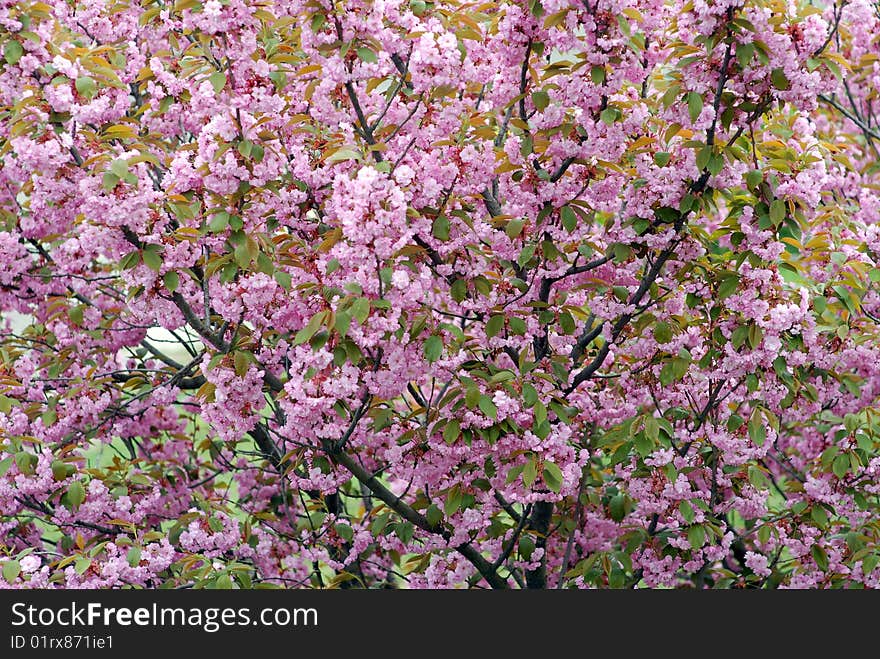 Sakural cherry flowering