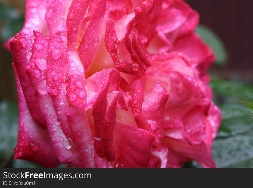 Beautiful pink rose with water drops. After a rain. Beautiful pink rose with water drops. After a rain.