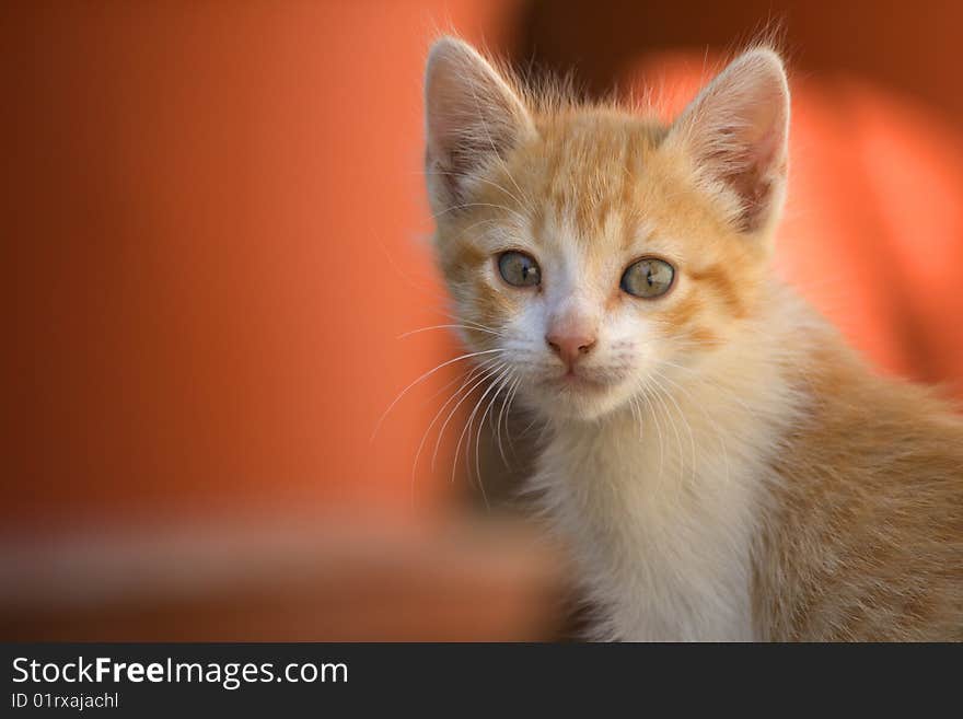 Orange kitty with orange background. Orange kitty with orange background