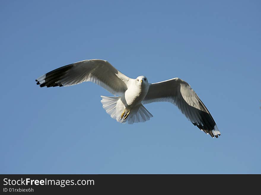 Seagull In Flight