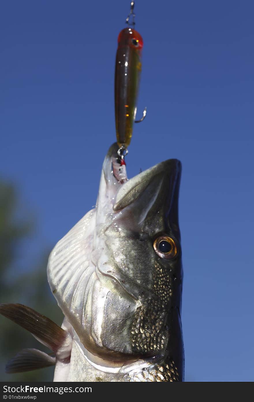 Fish pike and popper against the dark blue sky. Fish pike and popper against the dark blue sky