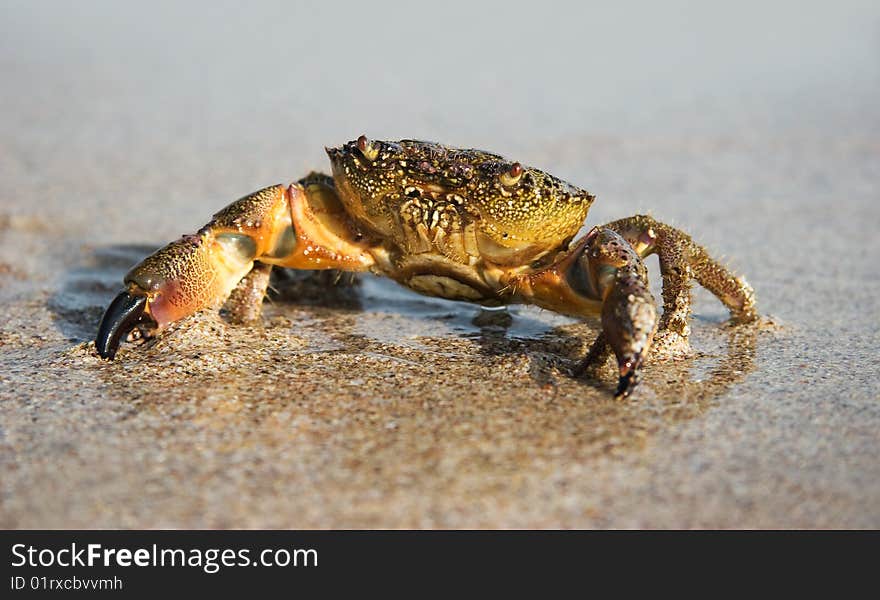 Crab on sandy coast at the moment of outflow. Crab on sandy coast at the moment of outflow