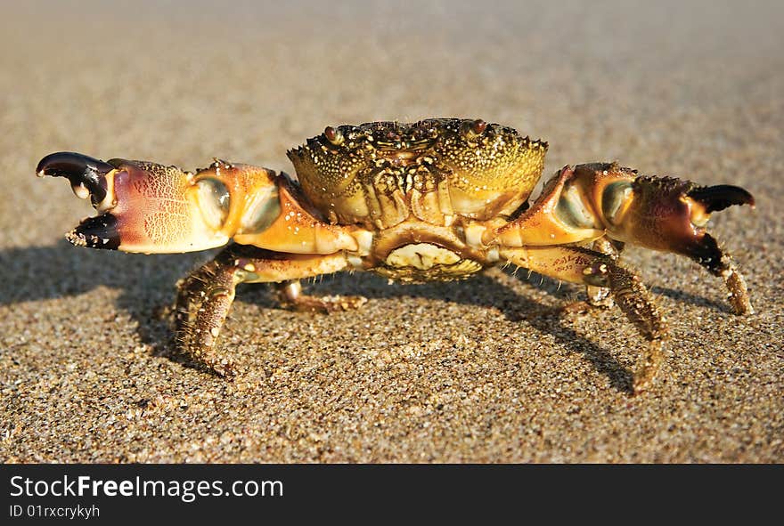 Crab on sandy coast at the moment of outflow. Crab on sandy coast at the moment of outflow