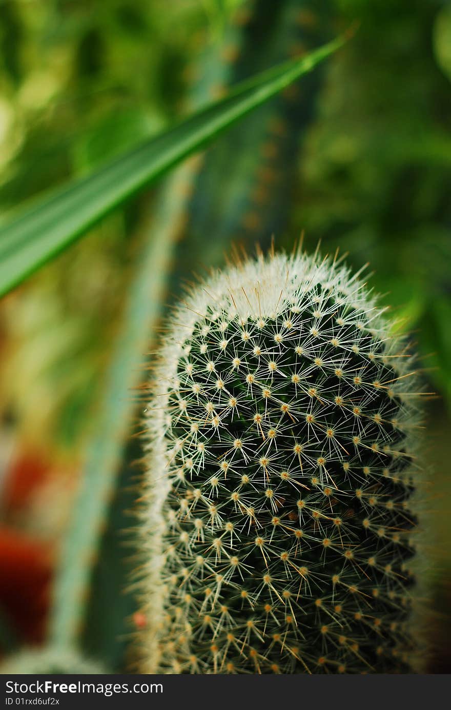 Detail of a cactus plant