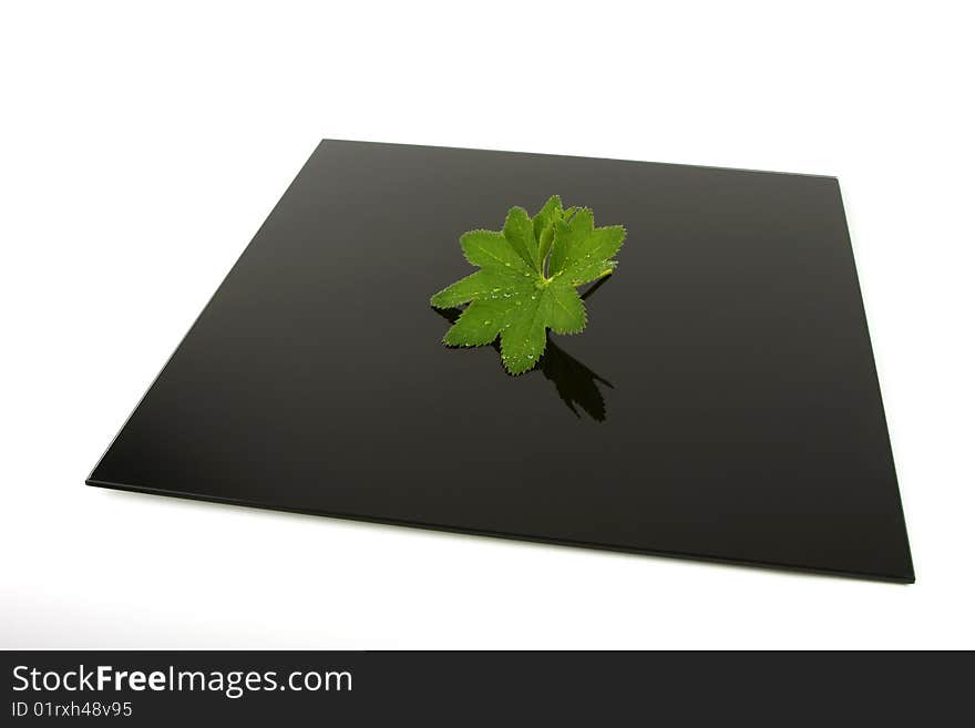 Green leaf with water drops on a dark square with a white background. Green leaf with water drops on a dark square with a white background.