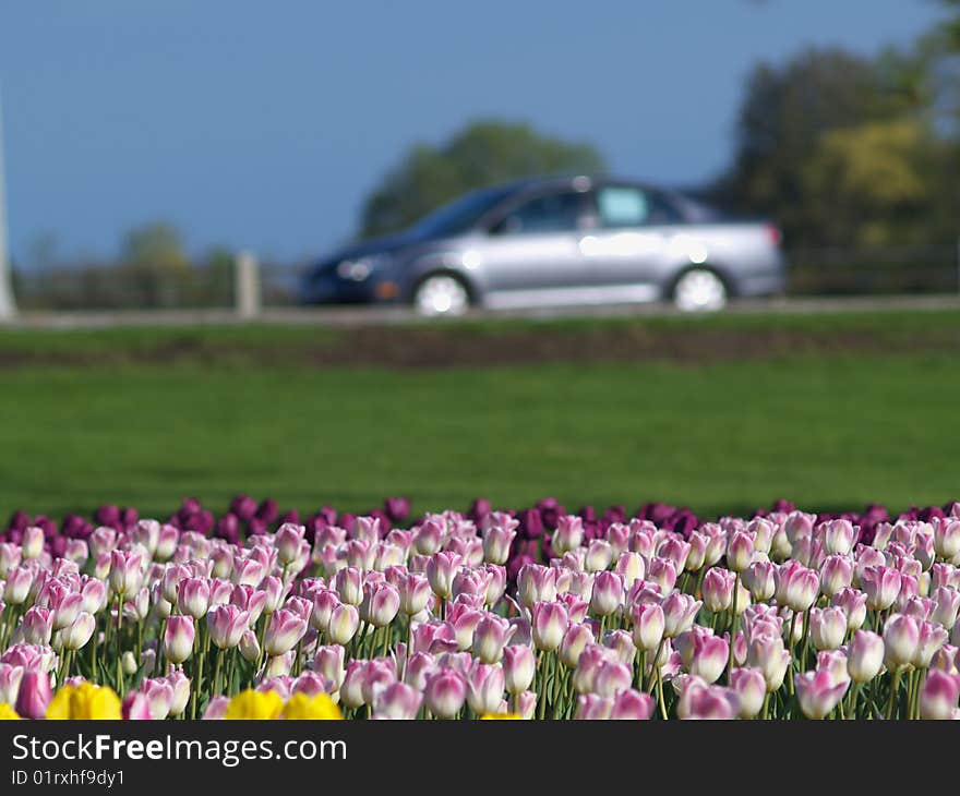 Beautiful tulips on Canadian Tulip Festival in Ottawa. Beautiful tulips on Canadian Tulip Festival in Ottawa