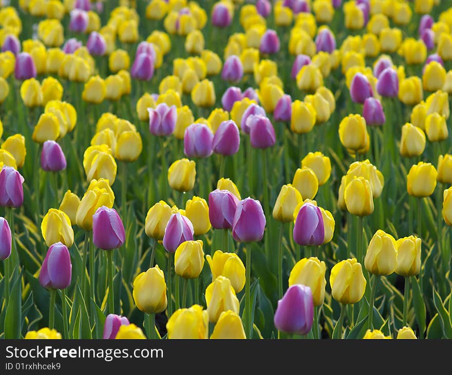 Beautiful Tulips In Spring