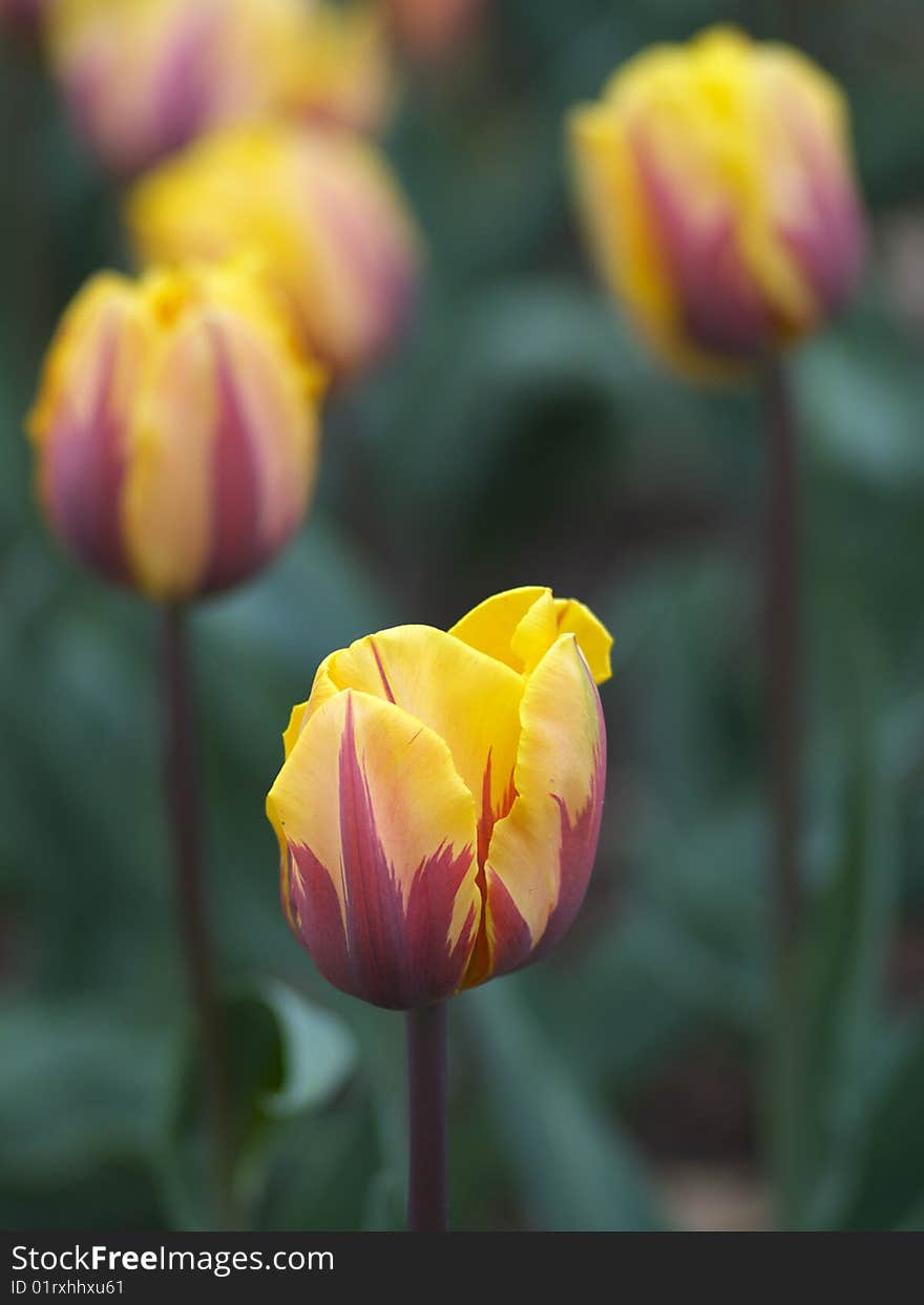 Beautiful Tulips In Spring