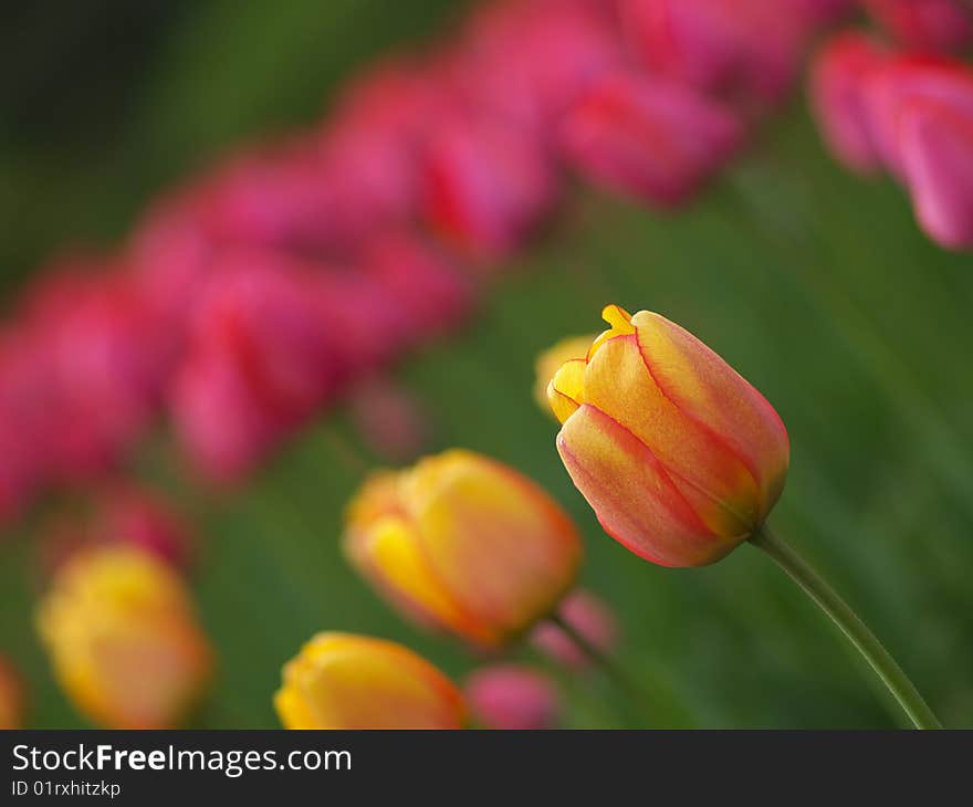 Beautiful Tulips In Spring