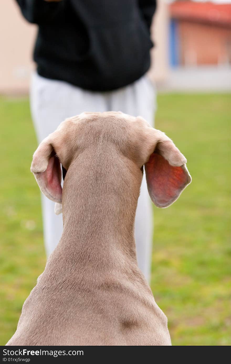 Dog Waiting Patiently