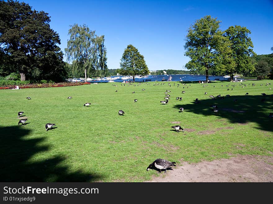 Red grouse in the royal park Djurgarden,Stockholm-