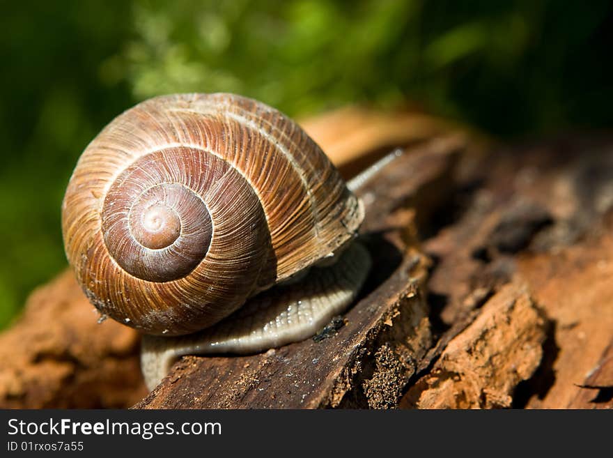 Snail on a tree bark, nature background. Snail on a tree bark, nature background