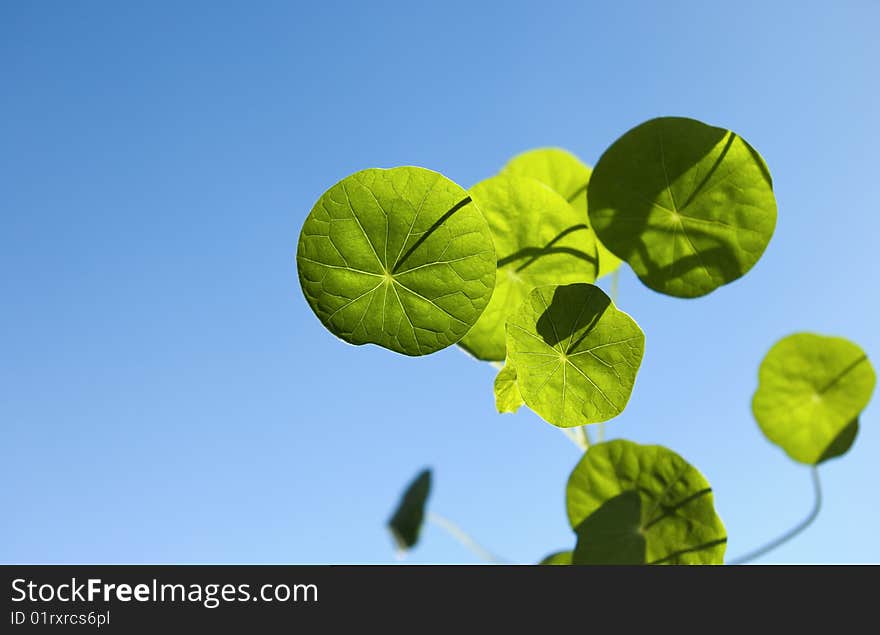 Leaves of a nasturtium on a background of the blue sky. Selective focus this image. Leaves of a nasturtium on a background of the blue sky. Selective focus this image