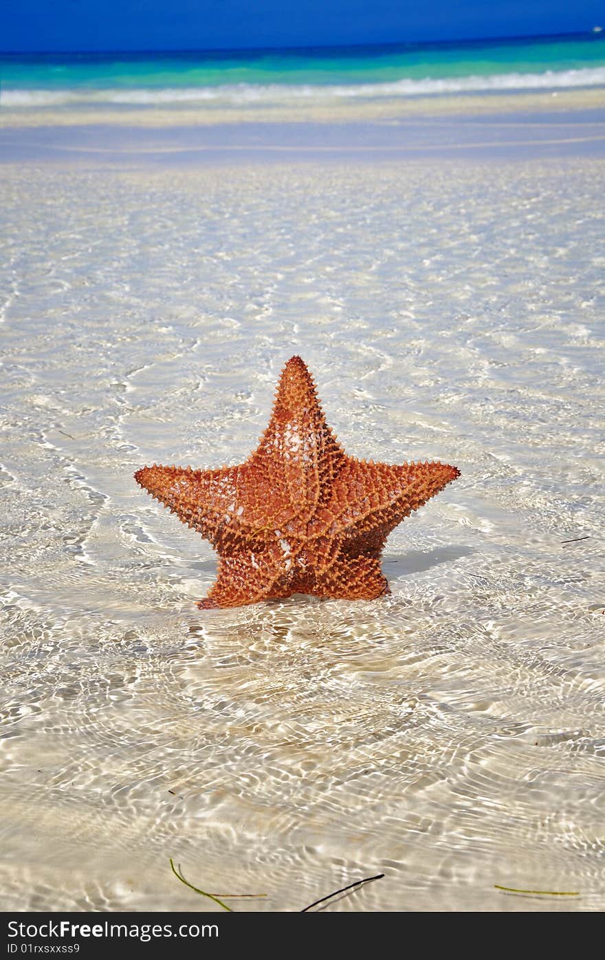 Detail of big starfish on shallow water of tropical beach