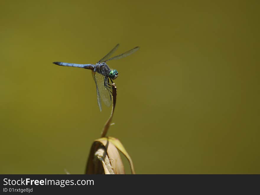 A Blue Dragonfly resting on a twig over a pond