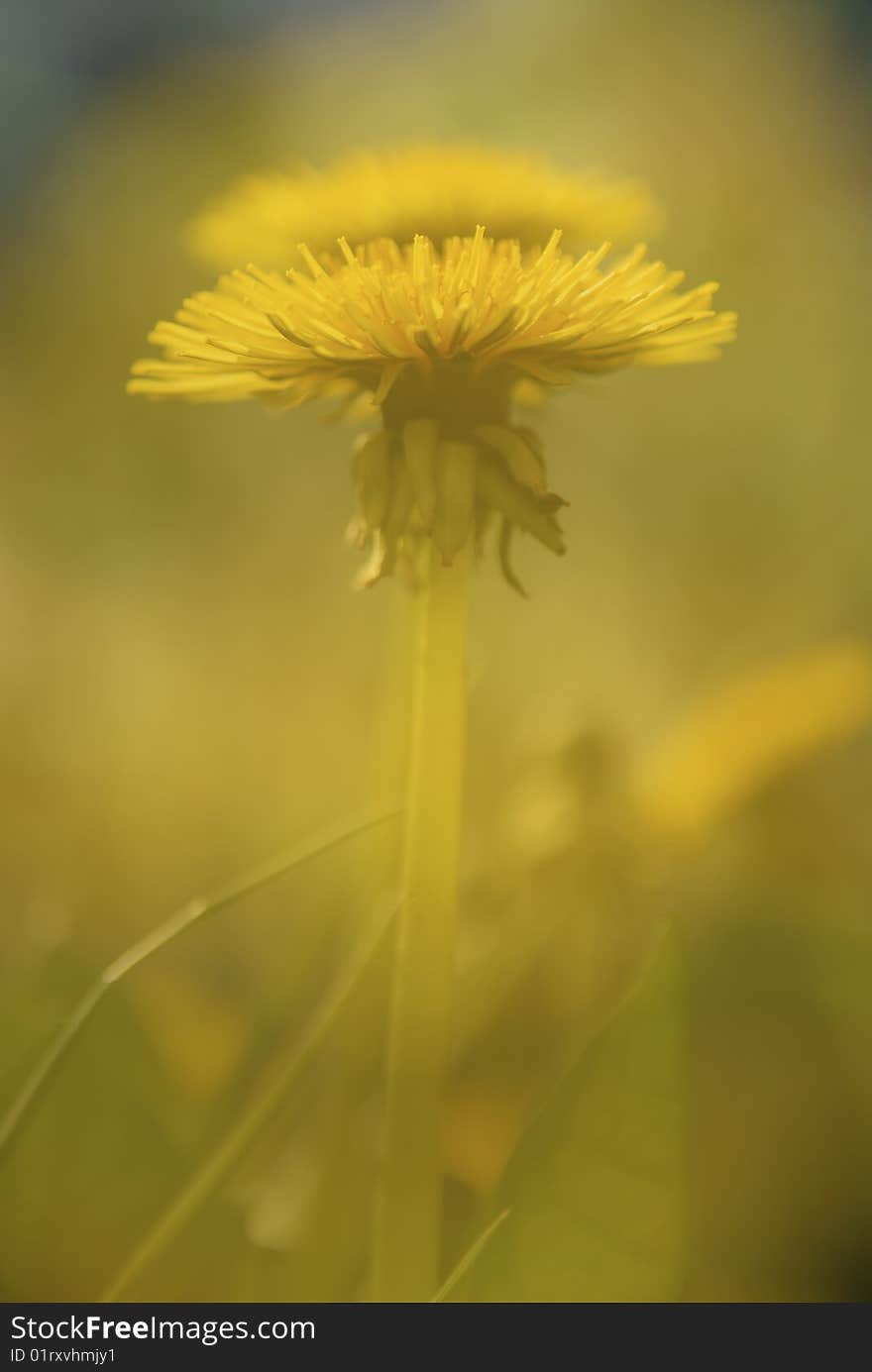 Dandelion Background