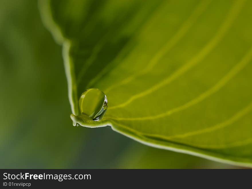 Water Drop on Plant Leaf