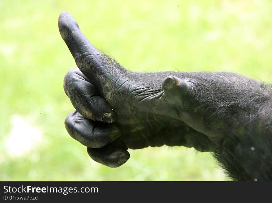 Fingers from an mountain gorilla