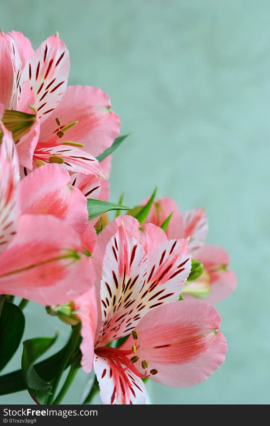 Lilies bouquet against green background. Lilies bouquet against green background