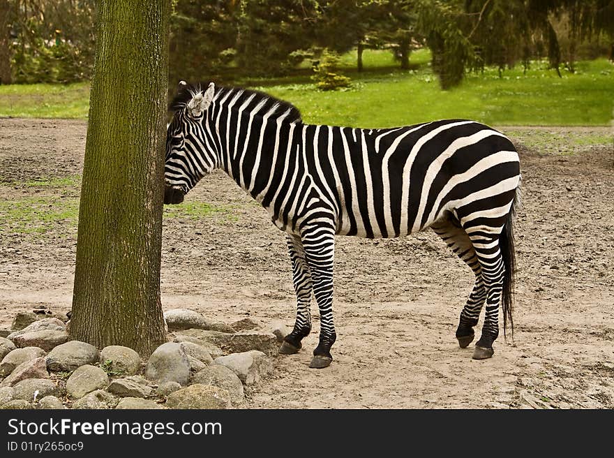 Zebra