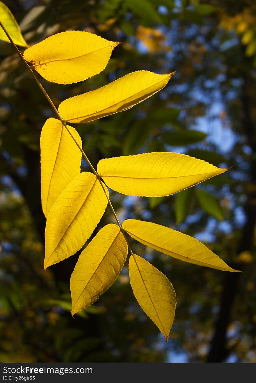 Leaves In Yellow