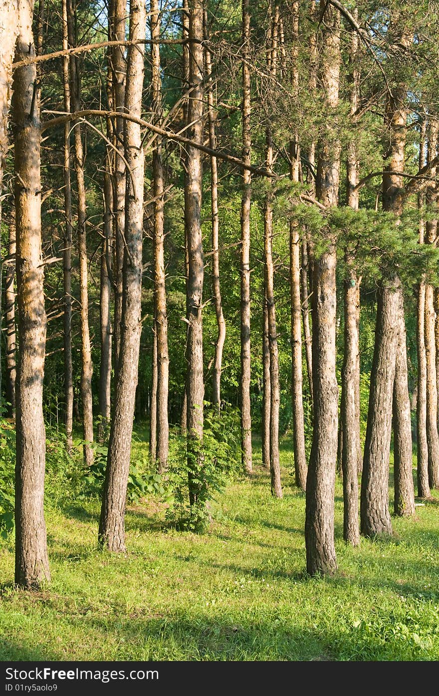 Sunset in pine tree forest in moscow