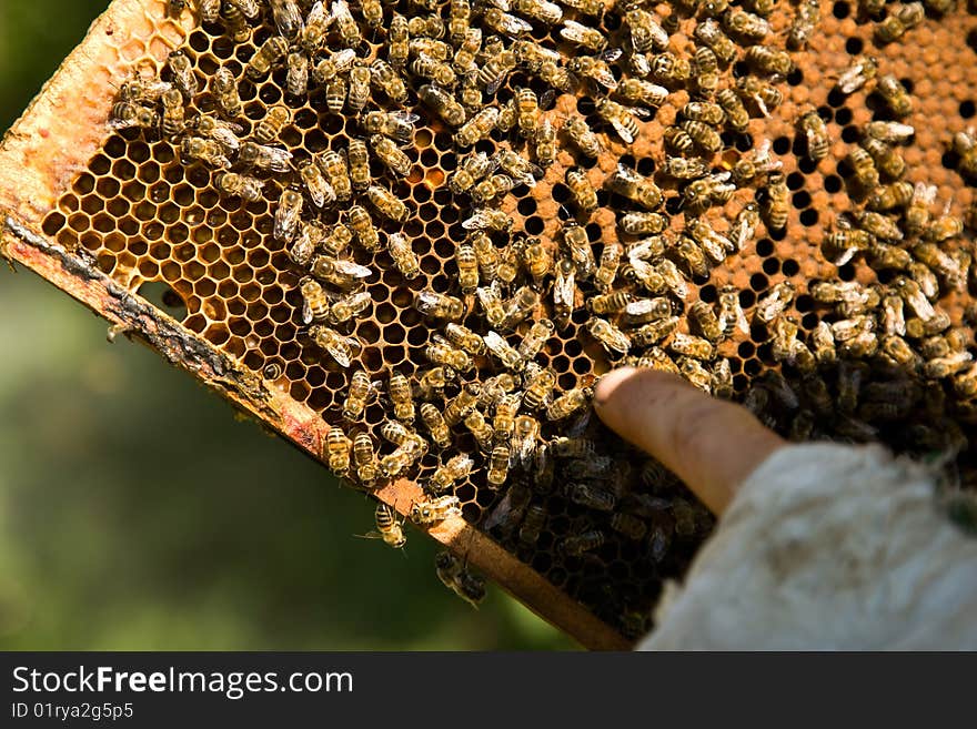 Bees collect honey in honeycombs. Bees collect honey in honeycombs.